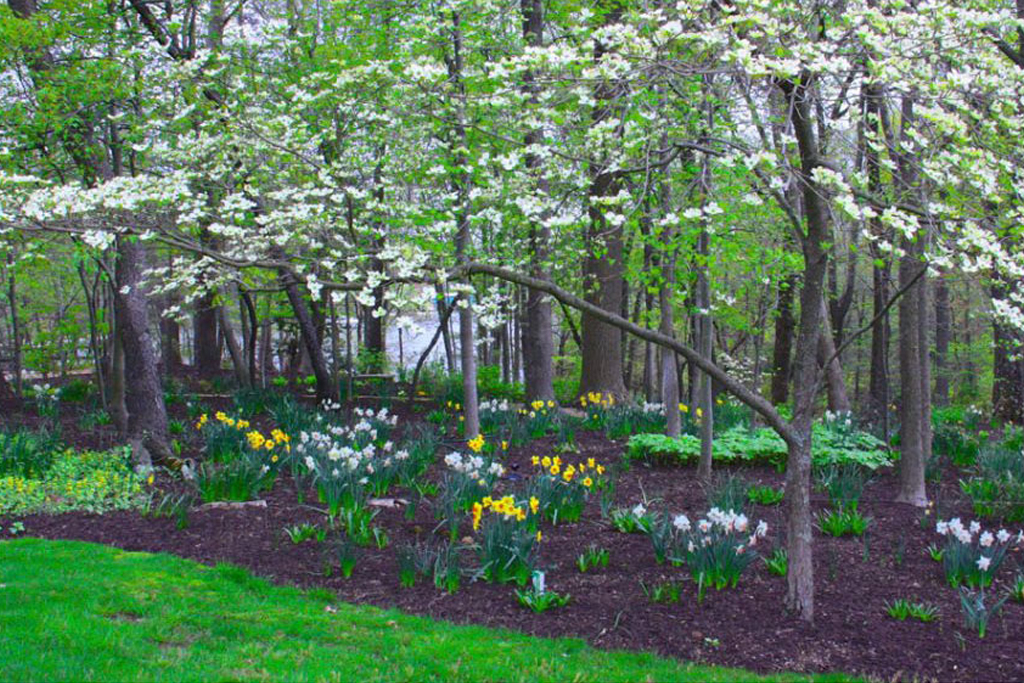 Ginger Cove daffodils in spring